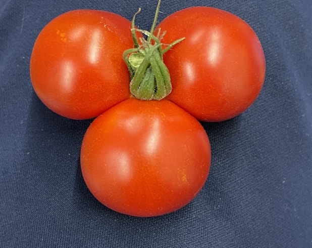 かわいい形のミニトマト「かわいいトマト」