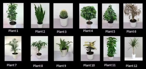 観葉植物「メンタルヘルスを改善するためにはどの観葉植物がいいのか？」