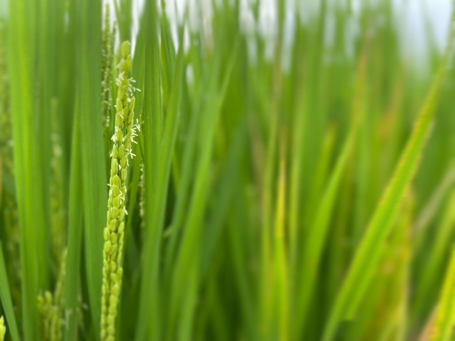 お米の花「新米収穫まで約４０日」