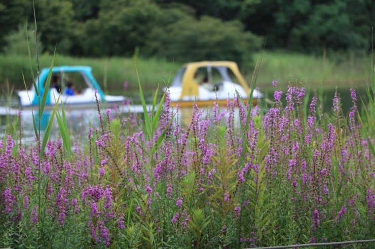 同じく水鳥の池の畔に咲く“ミソハギ”　紫色の花が池で遊ぶ人々の目を楽しませています。
