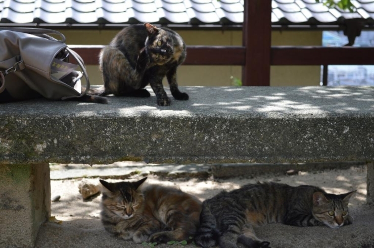 猫、大集合！全員子猫なんです！