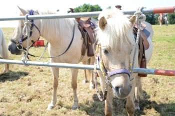 白い毛並みが美しく、とてもおとなしい馬。<br>ひき馬や乗馬体験ができます。