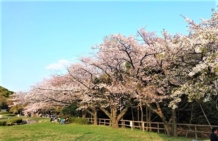 二子山公園のさくらです～♪「2021年は桜の開花が例年より早い！？　地元でお花見♪　桜スポット情報」