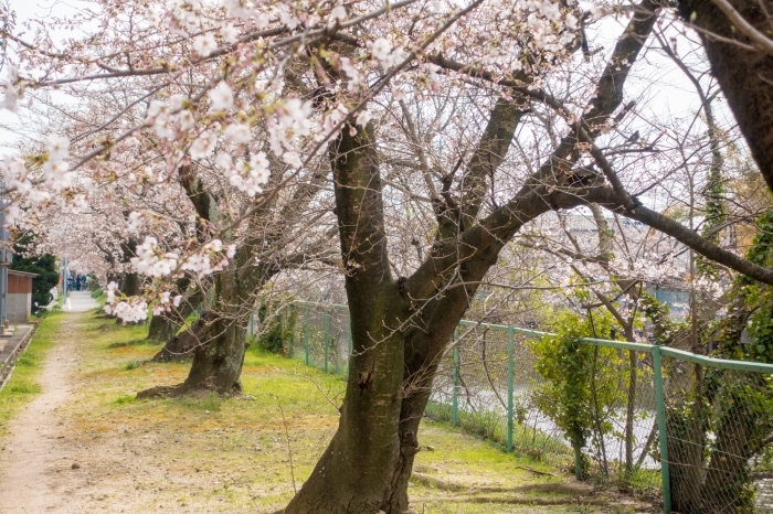 一色悪水路の桜
