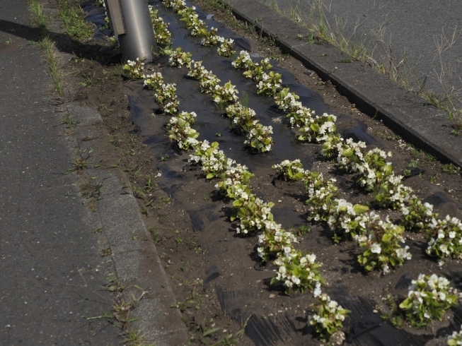 「道を彩る花々で、北海道を元気にしたい！」