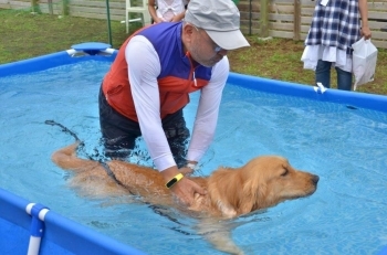 大型犬は泳ぐのが得意