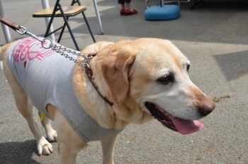 セラピー犬のクレスちゃんです