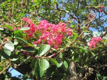 サルスベリの花。<br>満開は8月中旬～下旬だそう。