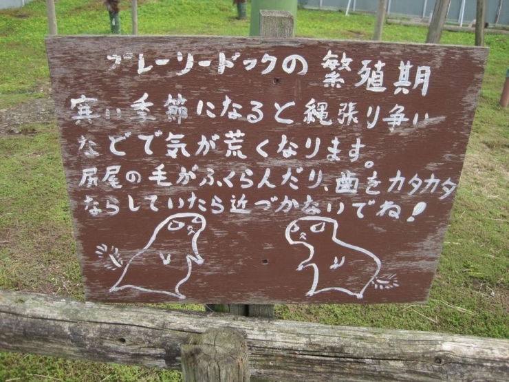 園内にはこんな注意書きも。<br>繁殖期には気が荒くなっているそうなので、気をつけてくださいね！<br>ちょっとこわい目をしてます。