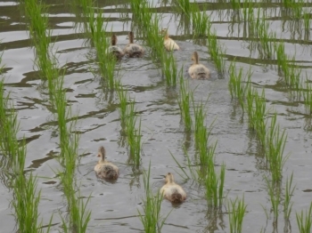 雑草を食べて水田で元気よく働くアイガモ