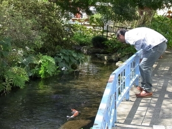 こい池。<br>おじさんがすごく鯉を見ていた。