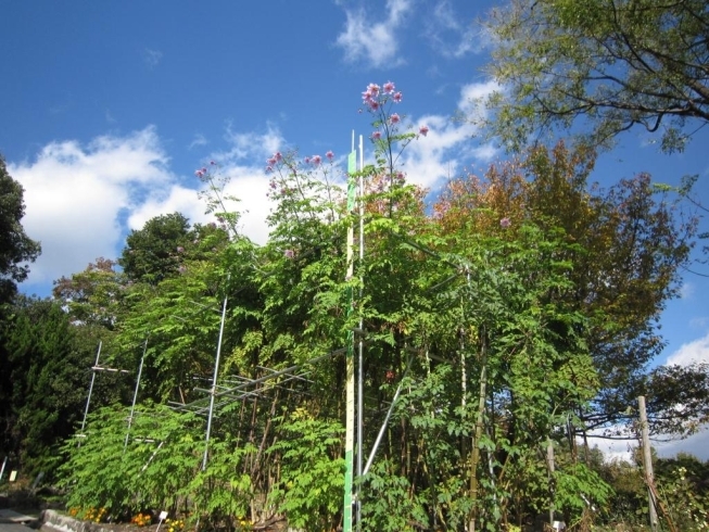 「広島市植物公園で高さ約６ｍの巨大なダリアが開花」
