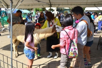 幸福町公園でのふれあい動物園