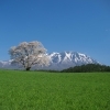 【雫石】小岩井農場の一本桜
