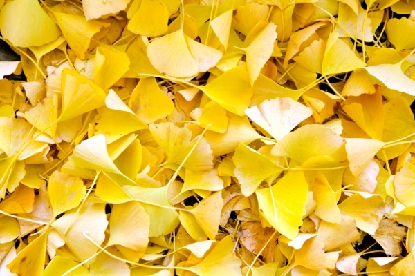 ▲ 市の木でもあるいちょう。秋になると甲州街道は黄色の絨毯に。