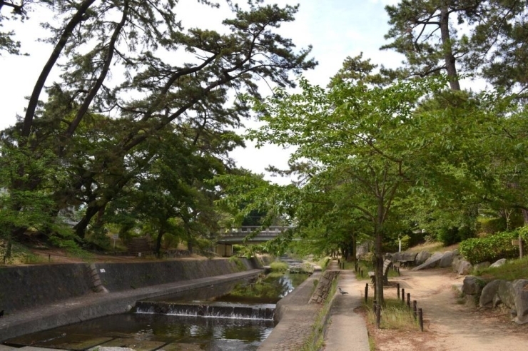 真緑に囲まれた夙川公園。これもこの時期らしくて美しい一面です。