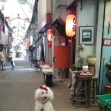 私が商店街の番犬です？