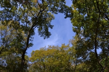 キャン場から空を見上げた写真<br>木々に囲まれています。