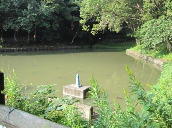 かなりにごっているけど、水面には亀が泳いでたりする。