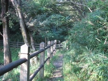 けっこう、鬱蒼としてるんです