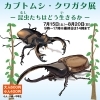 【売れ筋】 クワガタ カブトムシ 買取します！ その他