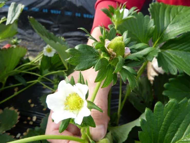 「いちごの花」と実をつけた「いちご」！