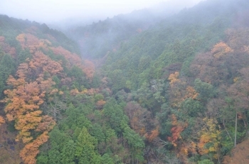 箱根西麓は紅葉がきれいです