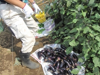 毎回大量の収穫で、みんな飽きてしまったナス。でも、秋ナスは美味しいから食べてね。<br>品種は「千両2号」。