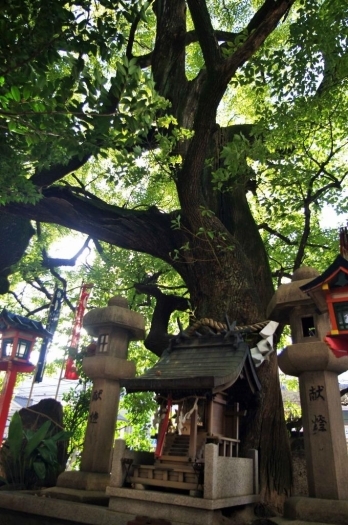 大きな楠のご神木。何世紀にも渡り京都を見守ってきました。