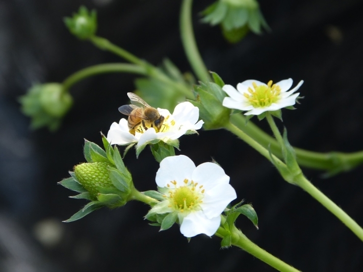 ミツバチが大活躍中！　自然に近い状態で実を付けるのが一番美味しいです。