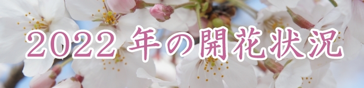 2022年千葉県の桜の開花状況（千葉・船橋・市川・習志野・八千代・鎌ケ谷）【最新版】