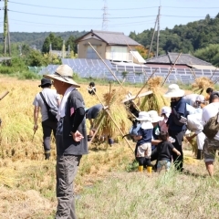 加茂米 収穫体験イベント