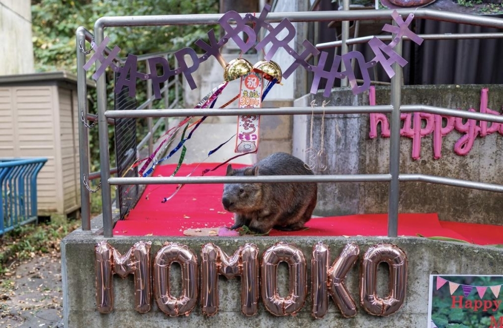 10/21,22 ウォンバットの日 2023 特別イベント【茶臼山動物園