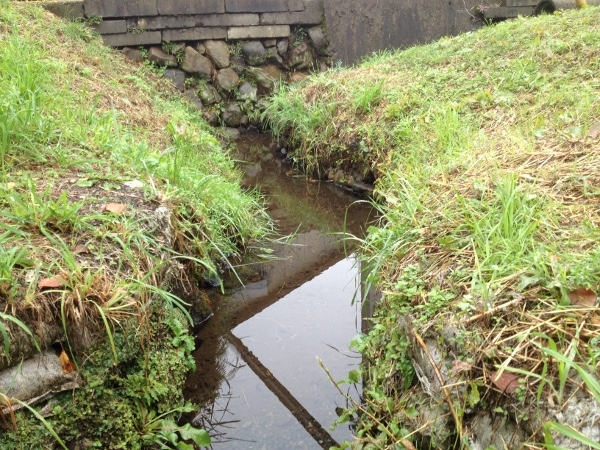 ▲ 用水路のような小川、ひょっとすると湧水かもしれませんね。