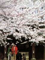 参道の両側に美しい桜並木が続く「法明寺」。梵鐘前にある大きなシダレザクラも見どころ。