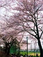 三宝寺池の北の台地に約３００本のサクラが咲く「石神井公園」。