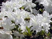 暮の雪
純潔なまでの真っ白い花。太陽の光に反射してまばゆい白さです。