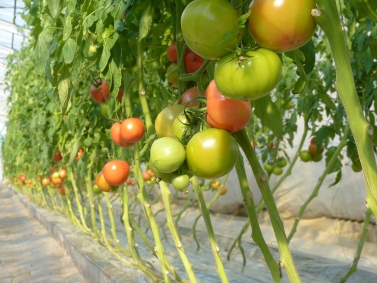 「キストマト」の収穫時期は2～3月、6～7月と年に2回です。