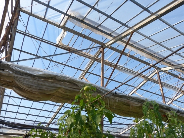 キストマトを育てる温室は天井も高く2重構造、お日様の光をたくさん取り入れて、害虫対策にネットも張ってありました。