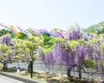 蓮華寺池公園 藤の花