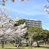 ■桜特集 2025■【西神中央公園】今年もやります!桜開花情報‼️西神中央駅から徒歩約6分!地元では知られるお花見の名所