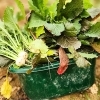 親子で有機農業の収穫体験!IMABARI ORGANIC「畑のレストラン」で学ぶ食育(愛媛/今治市・おでかけレポ)