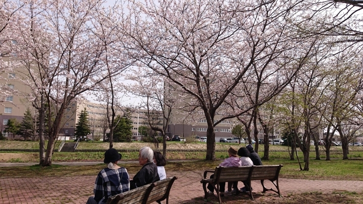 ベンチで休憩🌸「桜🌸【札幌市北区拓北 小規模多機能 春の歌】」