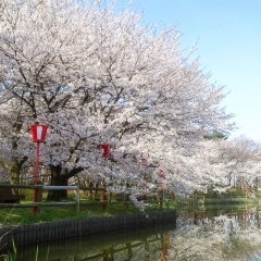 弁天潟風致公園【聖籠】