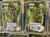生の七草をひとまとめにしたセット「本日と明日限定!七草粥用「七草セット」販売しています🌱」