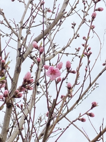 行事の時だけ開放される東門の前の彼岸桜「鶴林寺　お花見情報」