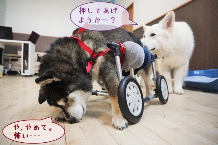 老犬無料デイサービスをご利用中のお客様「はじめての犬用車椅子」