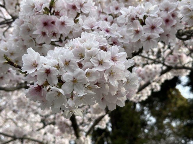「桜が満開です」