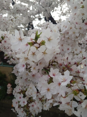 「今年の桜🌸」
