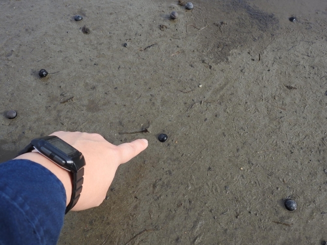 オニバスの種「水の駅「ビュー福島潟」から車で5分　冬のオニバス池を散策してみました」